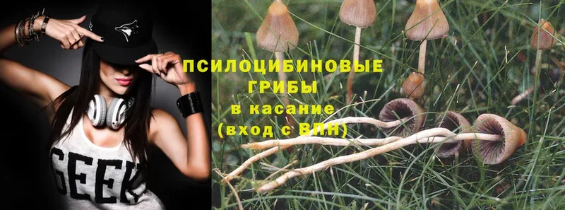 Псилоцибиновые грибы Psilocybe  сколько стоит  Буйнакск 