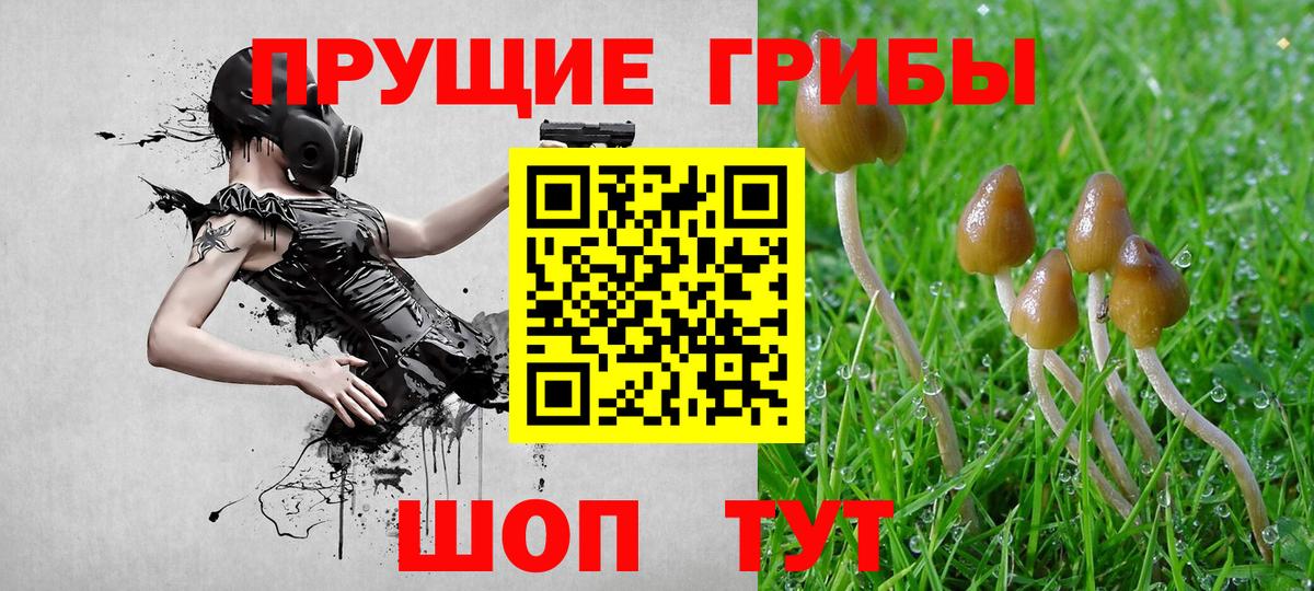 Псилоцибиновые грибы Psilocybine cubensis Буйнакск